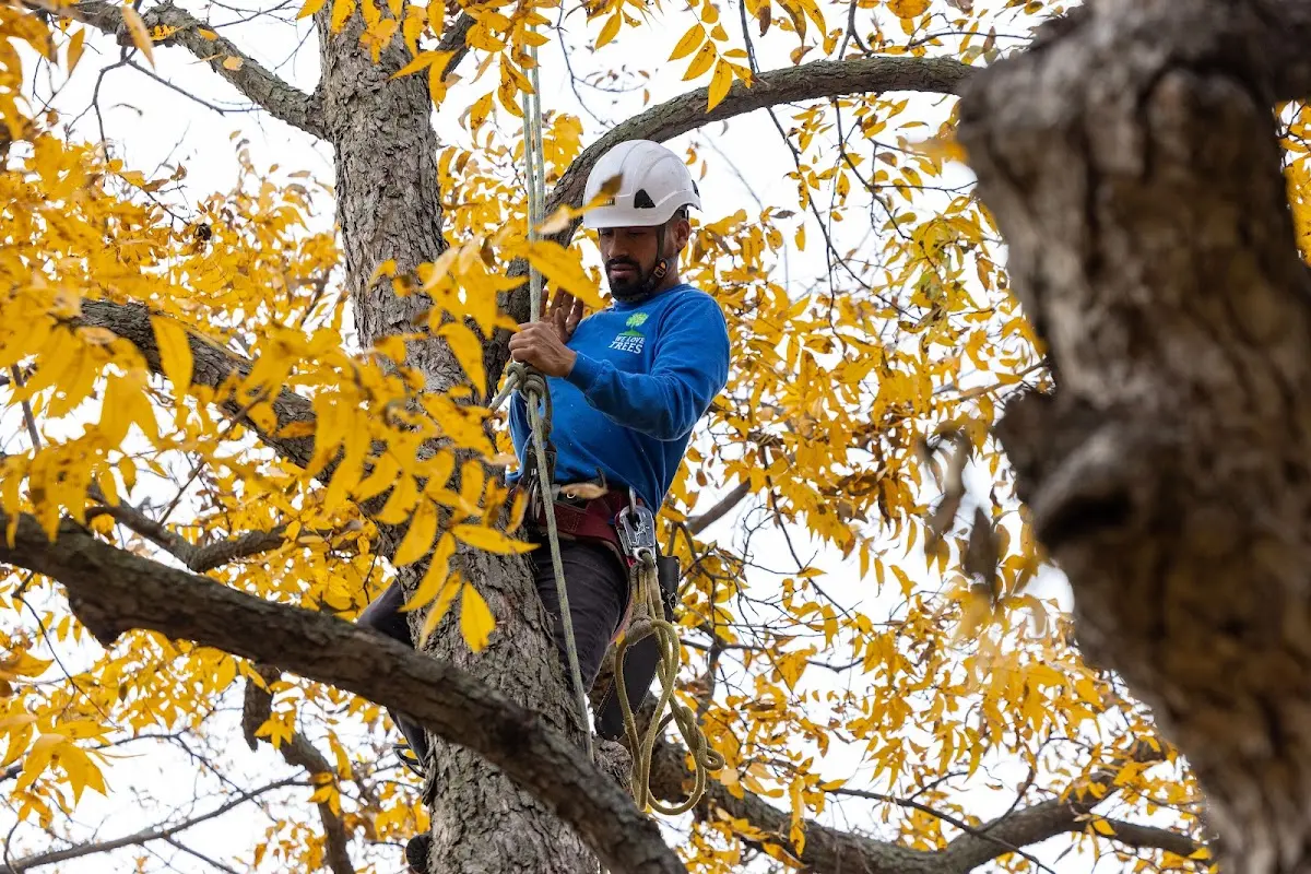 Skilled Tree Pruning crew working in Crawford